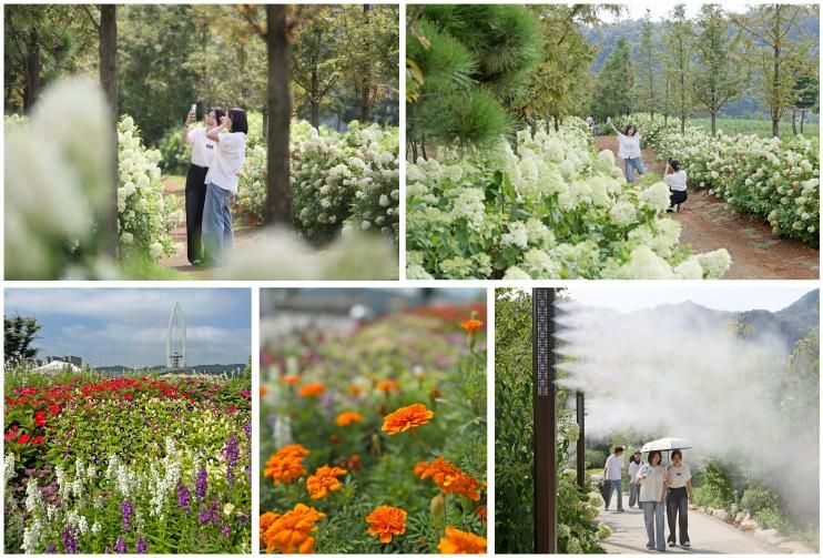 임실군 옥정호 붕어섬 생태공원 수국 만개…막바지 여름꽃 경관 선사