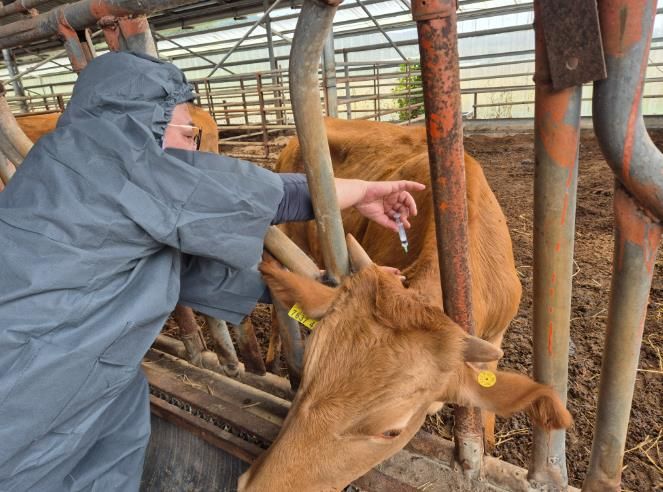 남원시, 소·염소 구제역 일제접종 실시