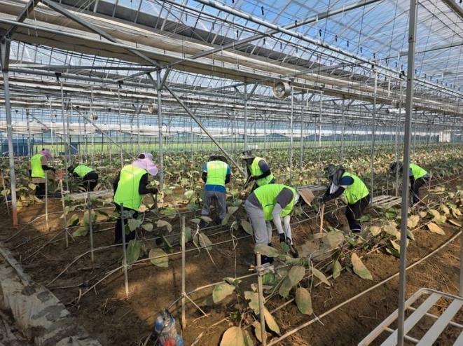 군산시 ‧ 농협 직원, 집중호우 피해 농가 일손 돕기