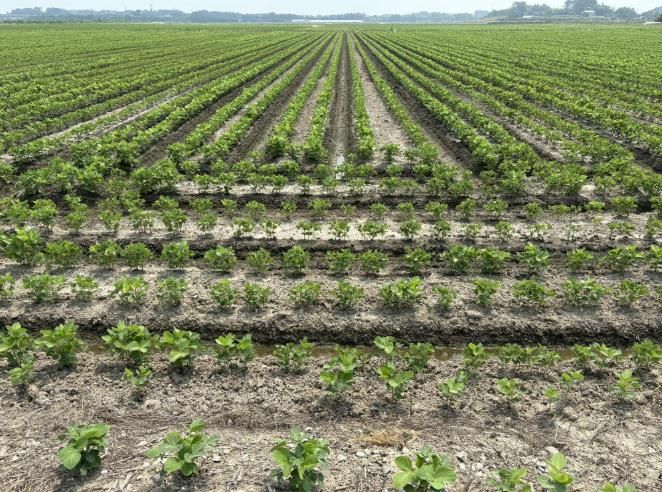 전국 최대 논콩 주산지 김제시, 날개를 달다