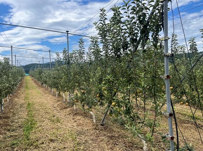 산청군 과수 미래형 다축수형 과원 조성 모습