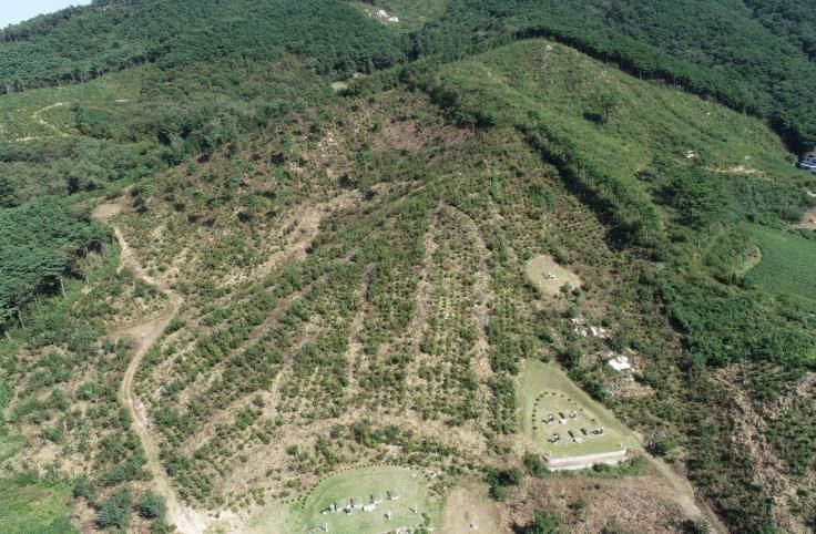 고창군 대산면 상수리나무숲, 산림청 우수조림지 선정