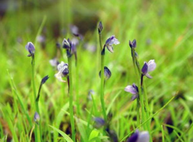 금정산 자연생태계 멸종위기식물(자주땅귀개)