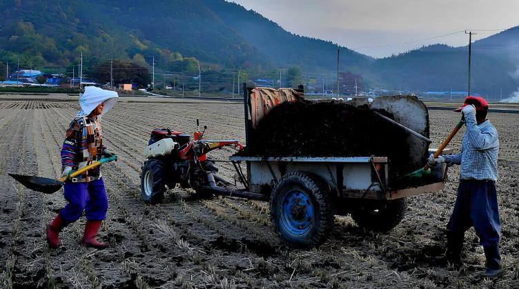 퇴비 살포 사진