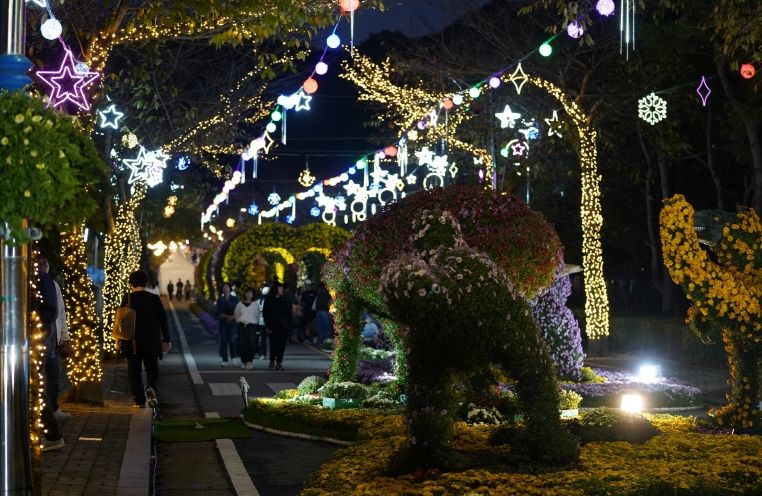 해남미남축제 즐길거리 (국화향연)