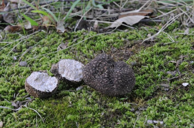 흙갈색덩이버섯(국내에 새롭게 보고된 흙갈색덩이버섯(Tuber himalayense). 중국에서 최초 보고된 종으로 현재 식재료로 활용되고 있음)
