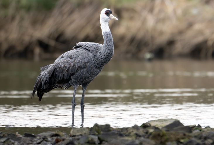 휴식을 취하고 있는 흑두루미(제공 조현표)