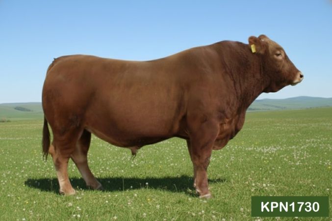 KPN1730(도체중 우수)