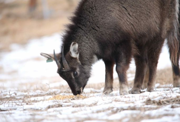먹이 먹는 산양 (2025년)
