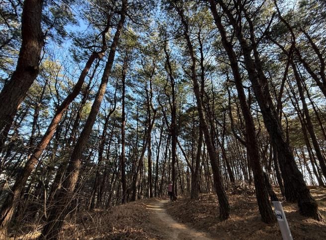 순천시 조례호수공원 호수산, 숲 가꾸기로 경관 살린다