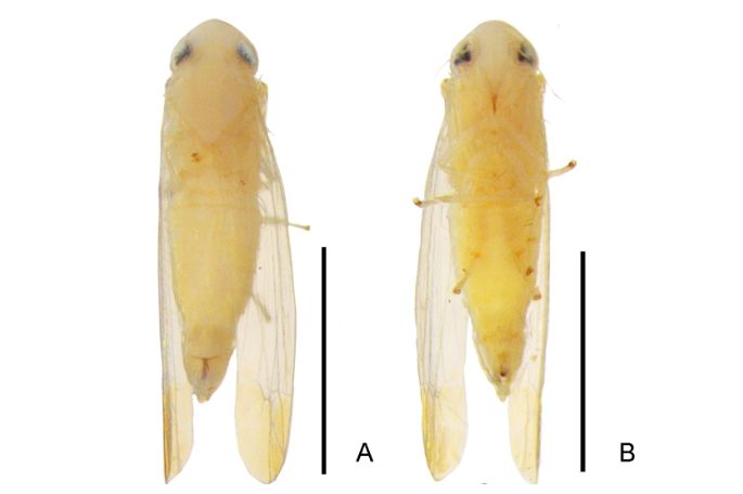 광릉밑굽은애매미충(수컷) 생김새 몸크기 약 3.1mm
