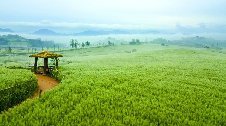 지역사랑 휴가지원_벚꽃축제