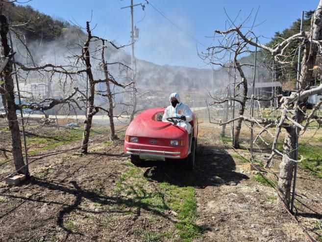 한 농민이 과수화상병 예방을 위해 개화기 방제 작업을 하고 있다