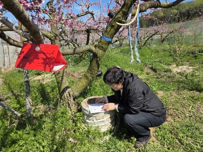 고흥군, 복숭아순나방 발생 대비 적기 방제 당부 (1) - 복숭아순나방 피해 예방을 위해 성충 발생 여부 예찰