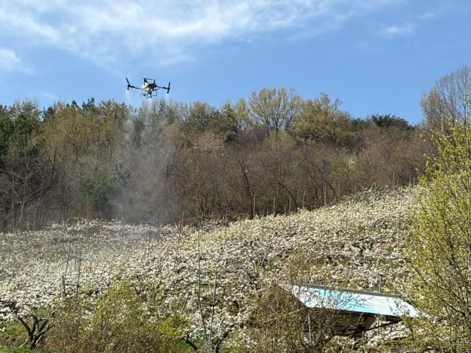 산청군 드론 활용 배 인공수분 실증시험 실시