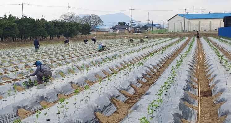 정읍시, 노지고추 육묘 관리 및 적기 정식 당부