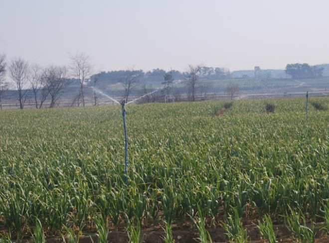 서산시, 마늘 생육기 물관리 및 병해충 방제 강조