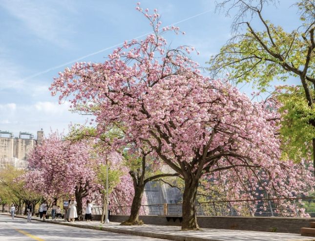 봄의 절정, 충주호에서 만나다… 제13회 벚꽃축제 개최