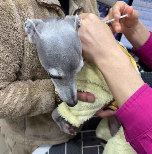 광견병 주사 접종 사진